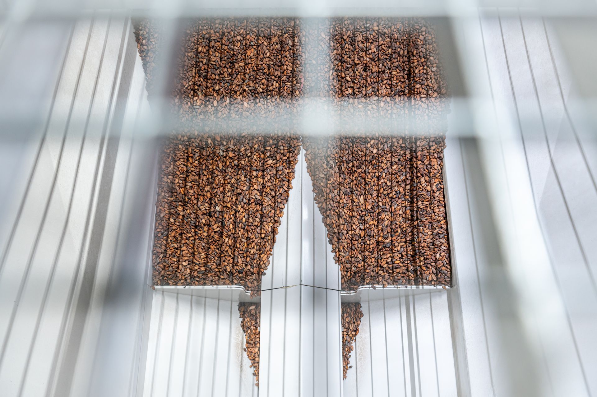 A close up of a conveyor belt filled with cacao beans.